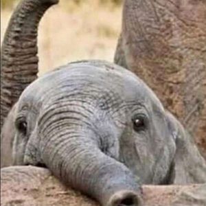 Meet your Posher, Austin